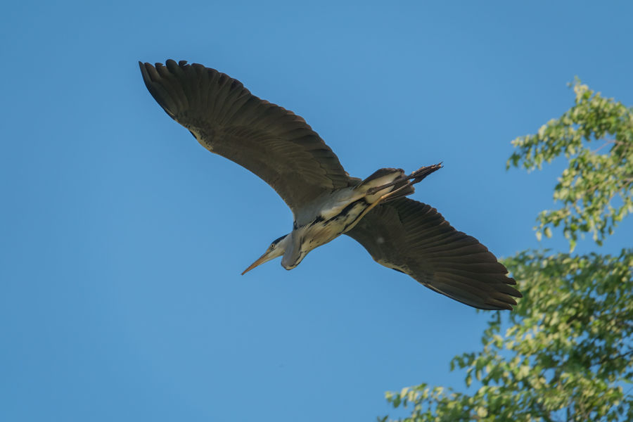 Graureiher im Flug