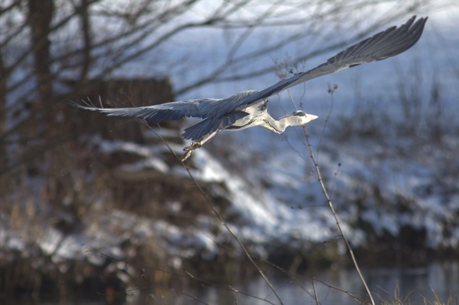 Graureiher im Abflug