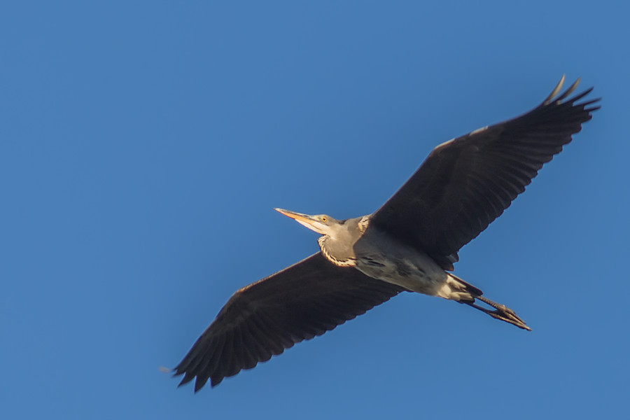 Graureiher im Flug