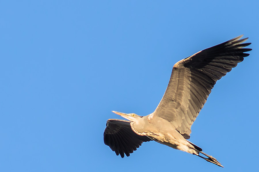 Graureiher im Flug