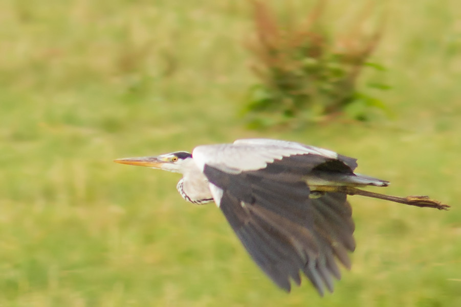 Graureiher im Flug