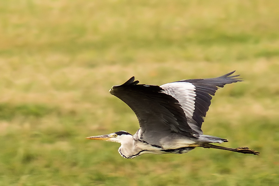 Graureiher im Flug