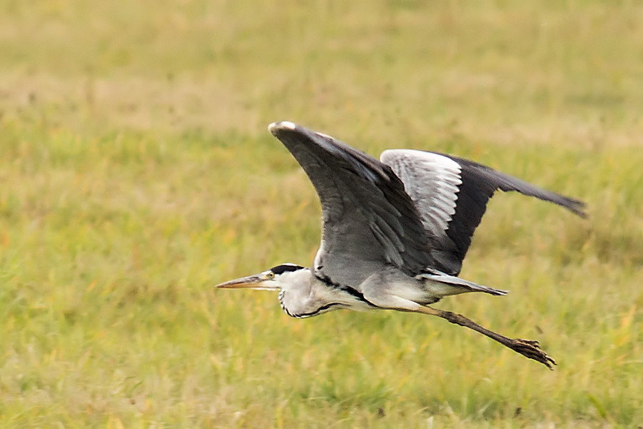 Graureiher im Flug