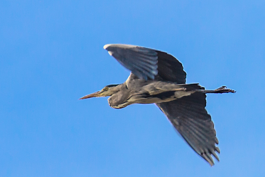 Graureiher im Flug