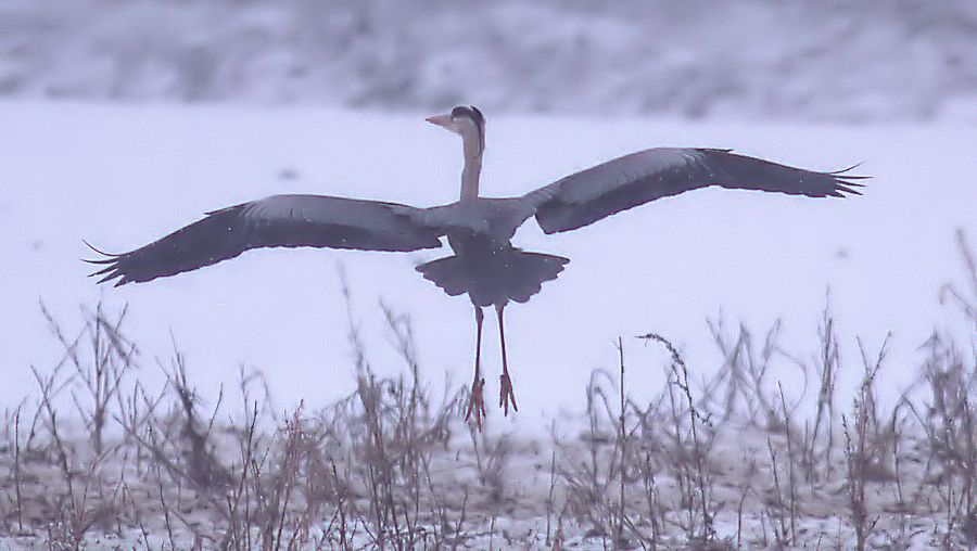 Graureiher im Landeanflug