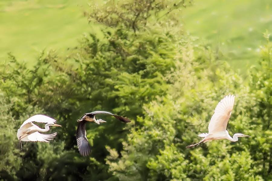 Silberreiher und Graureiher im Flug
