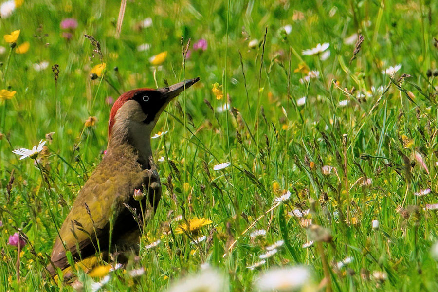Grünspecht auf einer Blumenwiese bei der Futtersuche