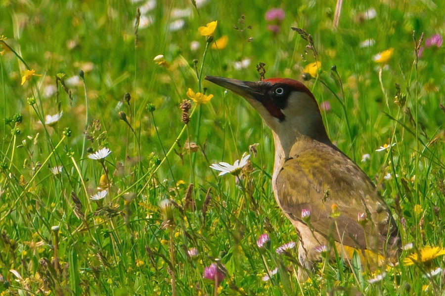 Grünspecht auf einer Blumenwiese bei der Futtersuche