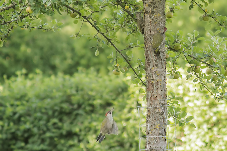 Grünspechte