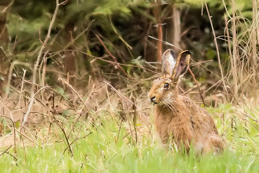 Hase
