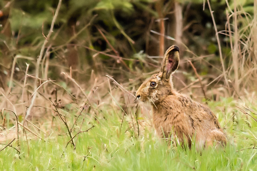 Hase