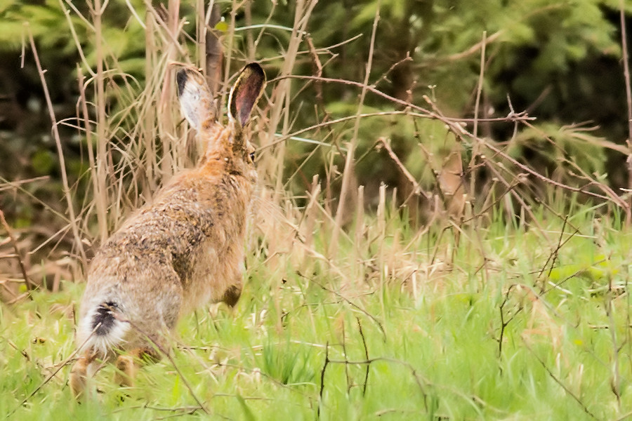 Hase