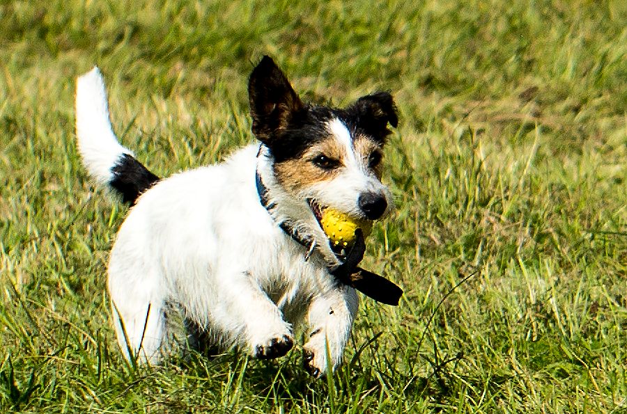 Peggy eine Terrierhündin