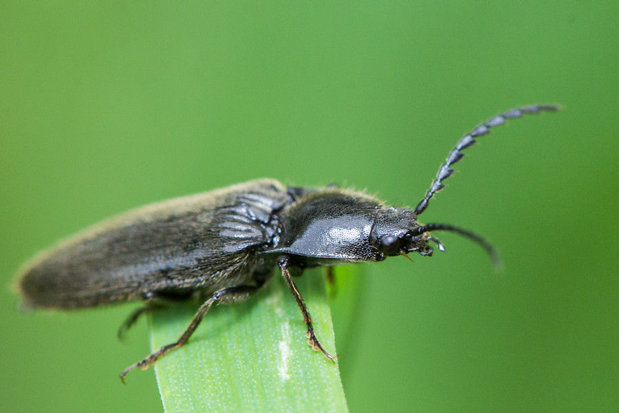 Käfer