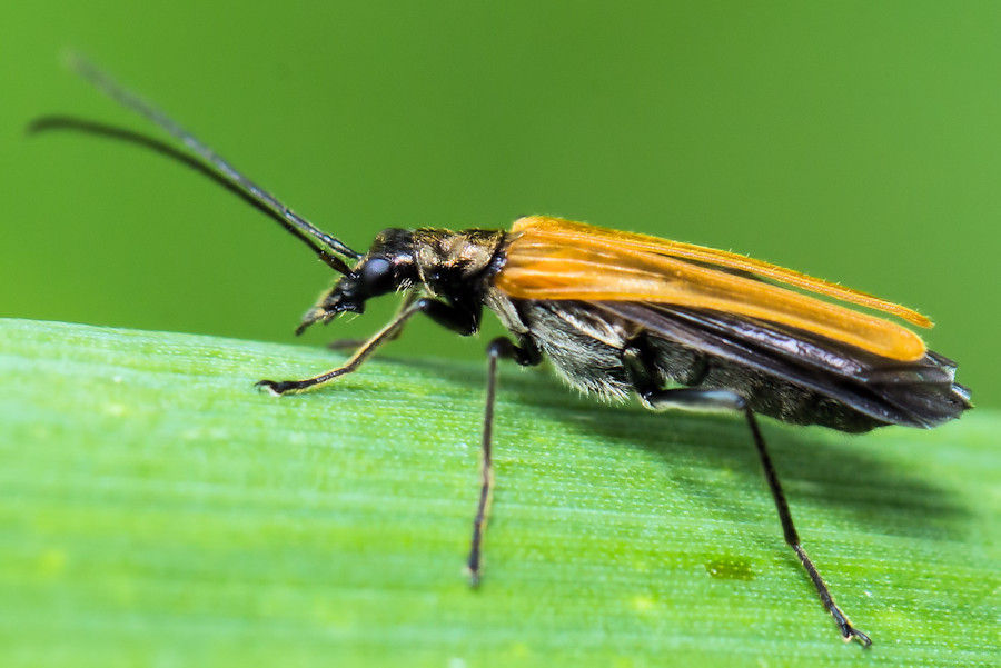 Käfer