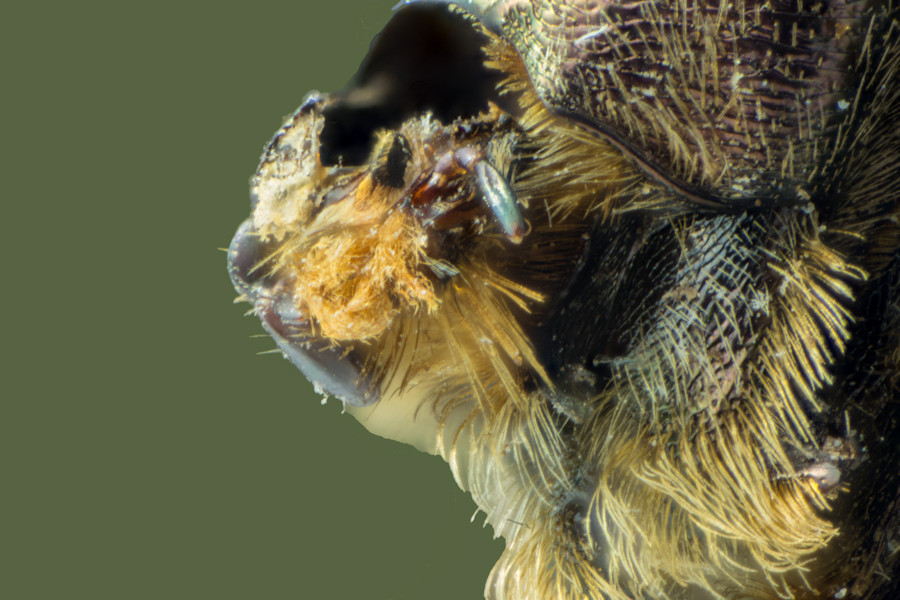 Käfer Teile des Kopfes stacking