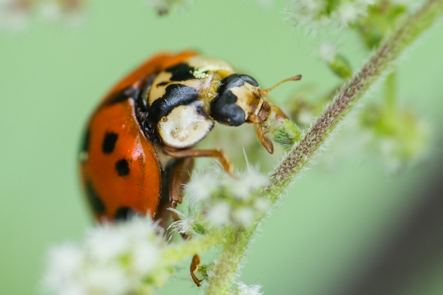 Marienkäfer
