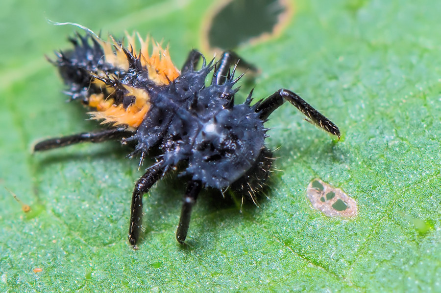 Marienkäfer Larve