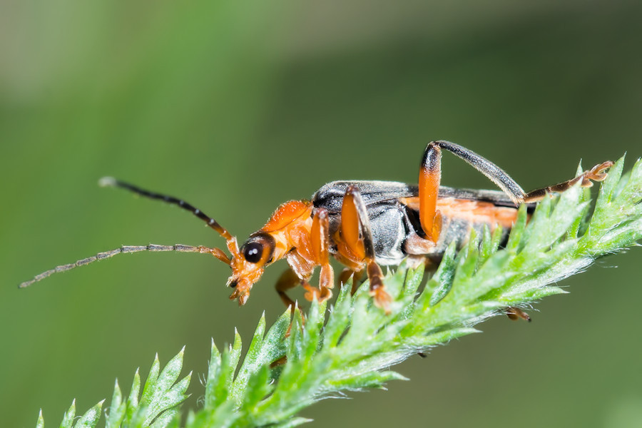 Weichkäfer