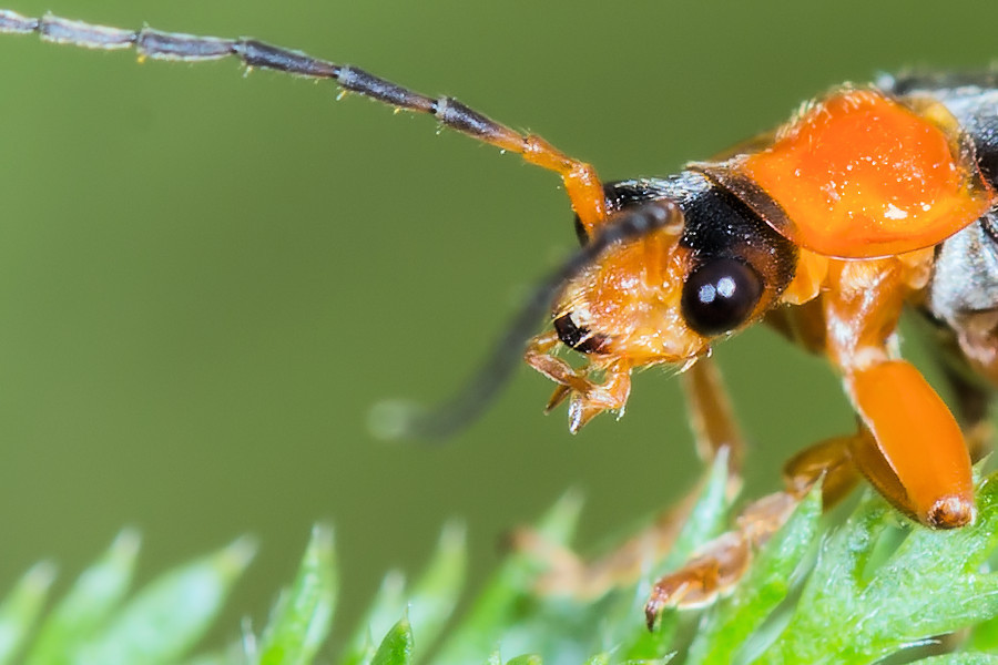 Weichkäfer