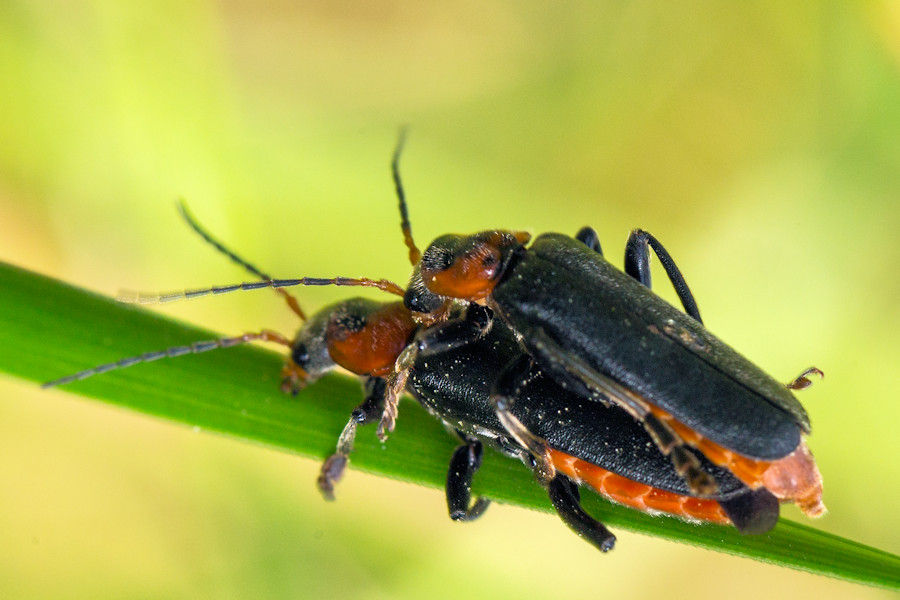 Weichkäfer