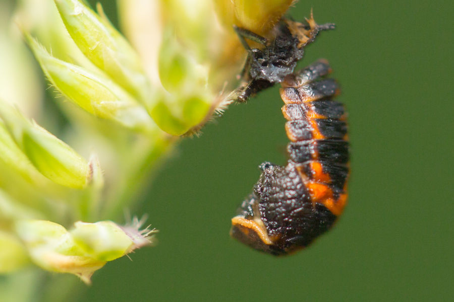 Insektenlarve