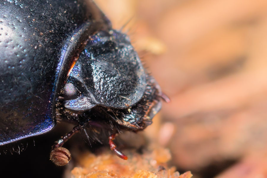Kopf eines Waldmistkäfers