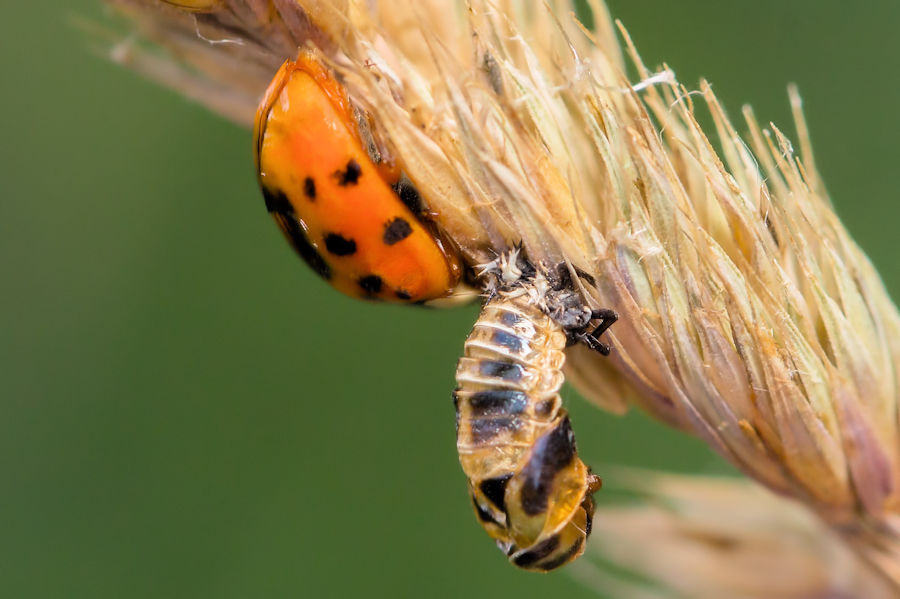 Marienkäfer und eine Käferlarve