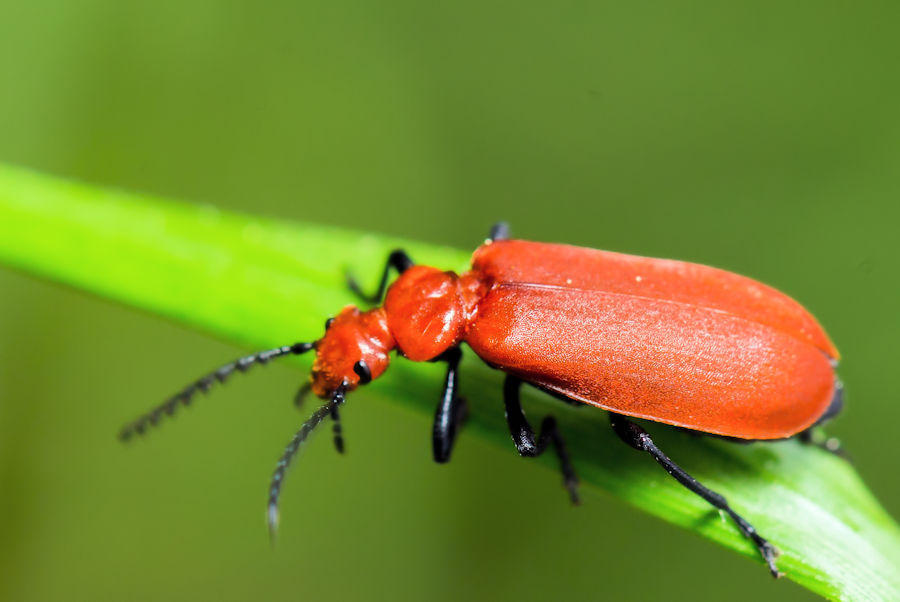 roter Käfer