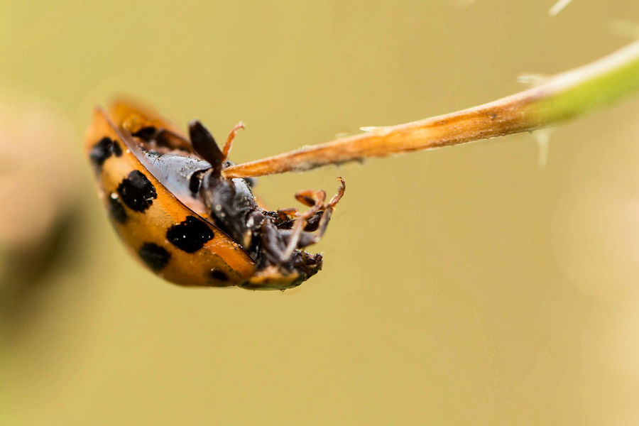 unnatürliche Todesursache bei einem Käfer