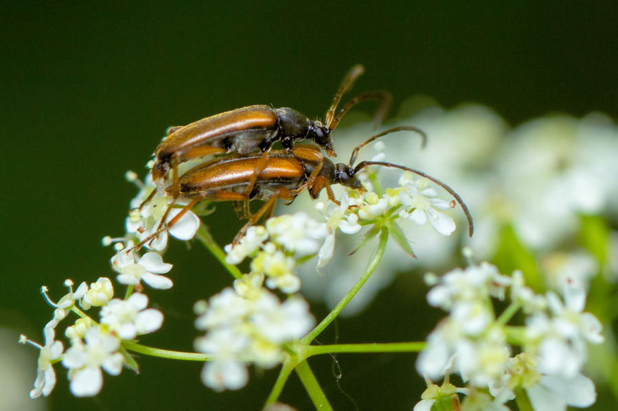 zwei Käfer