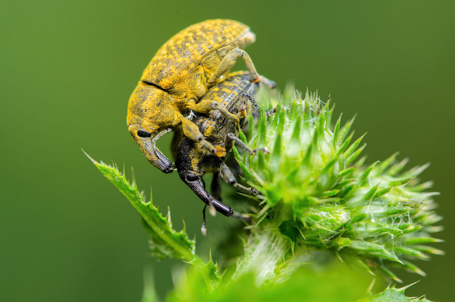 Rüsselkäfer bei der Paarung