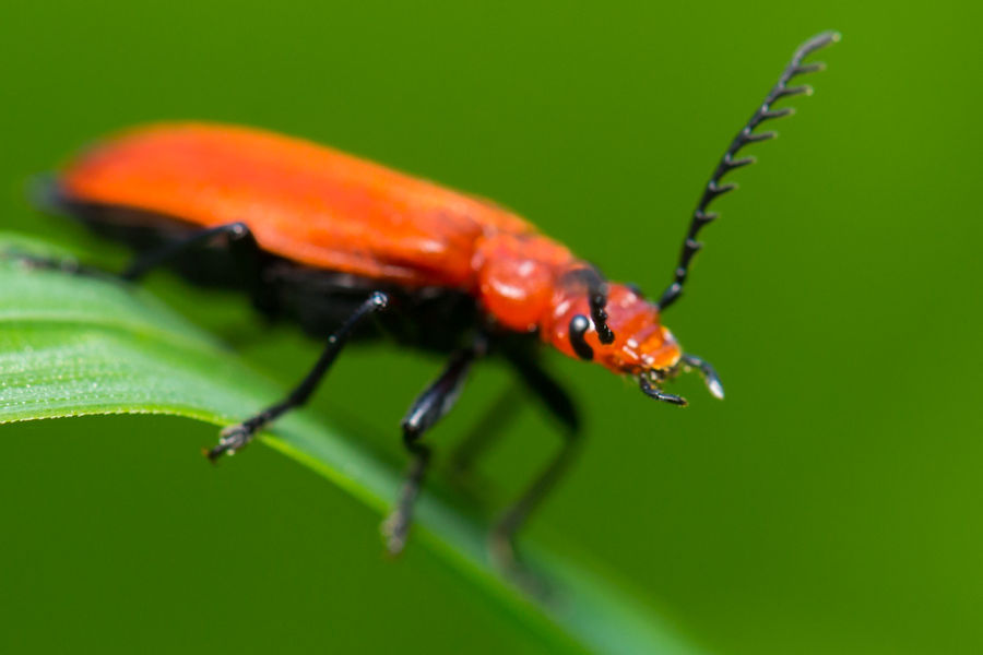Weichkäfer