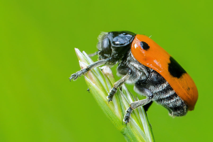 Ameisensackkäfer