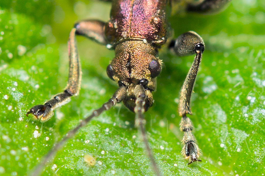 Käfer