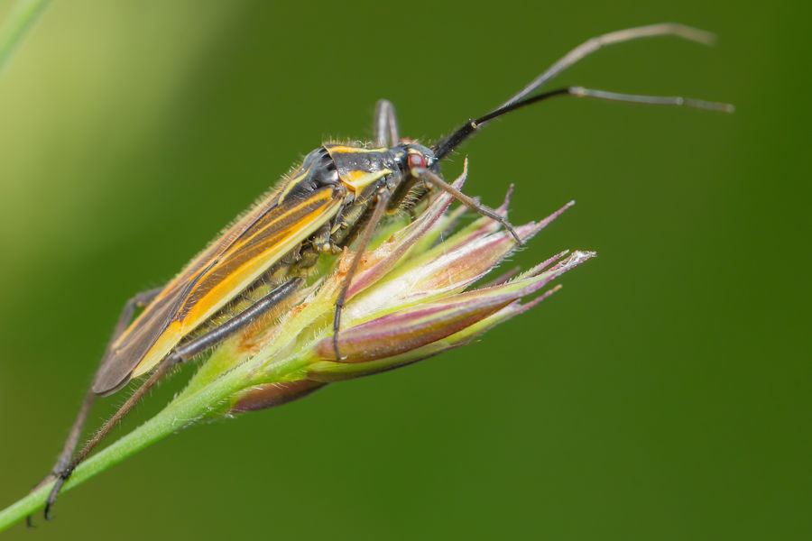 Käfer