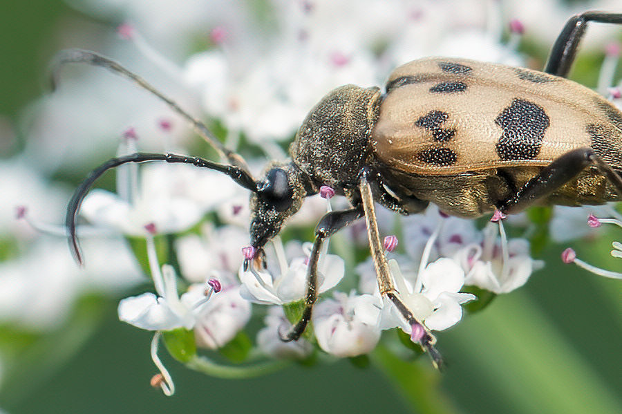 Käfer