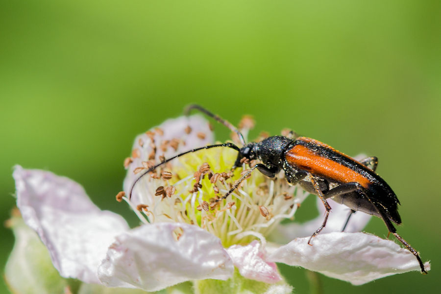 Käfer