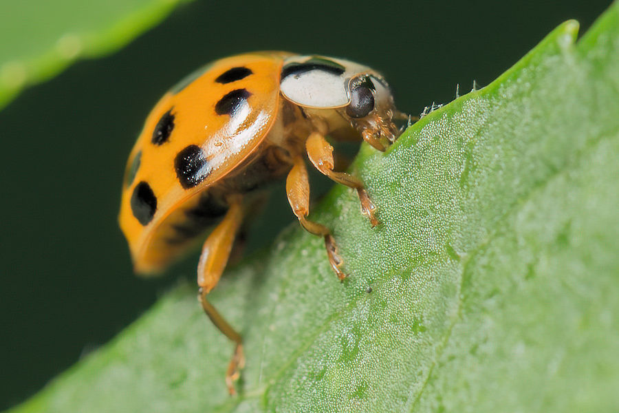 Käfer