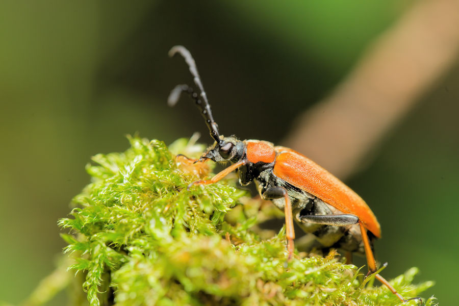 Käfer