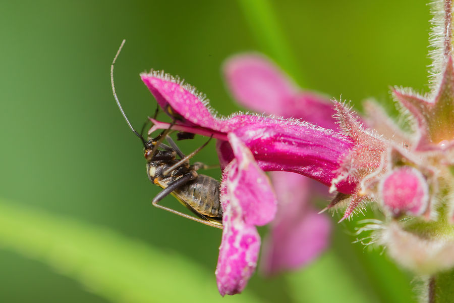 Käfer an einer Blüte