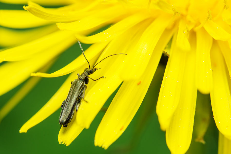 Käfer auf einer Löwenzahnblüte