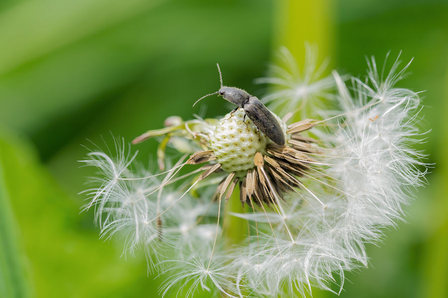 Käfer auf einer Pusteblume