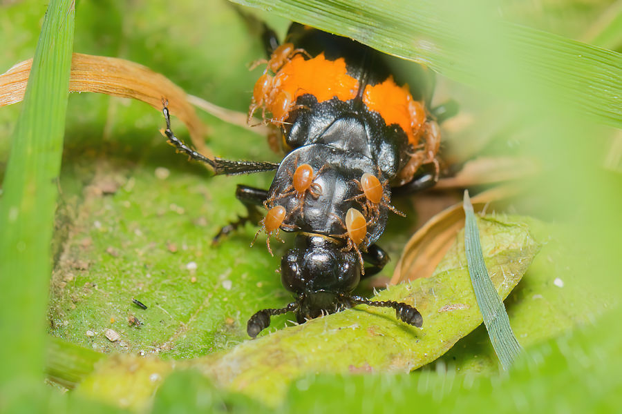 Käfer mit Milbenbefall