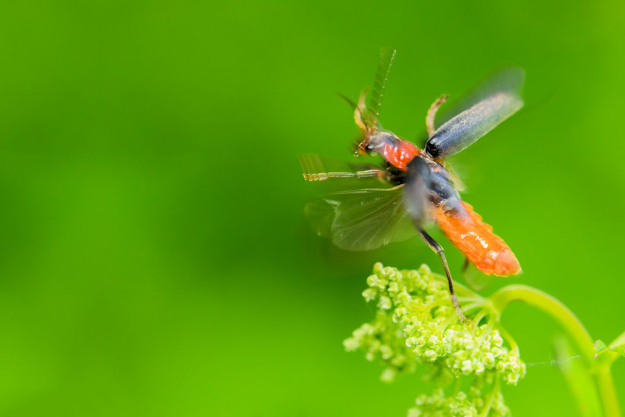 Weichkäfer beim Abflug