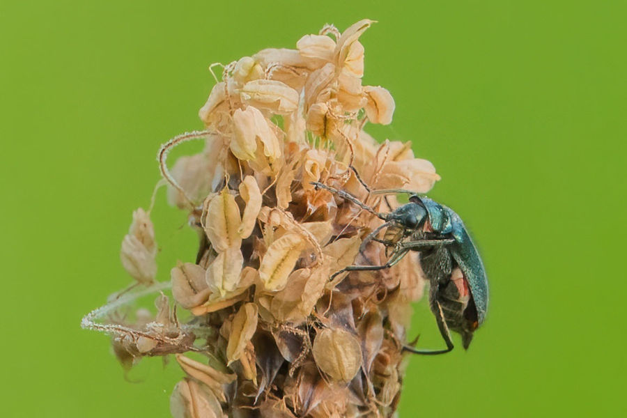 Käfer