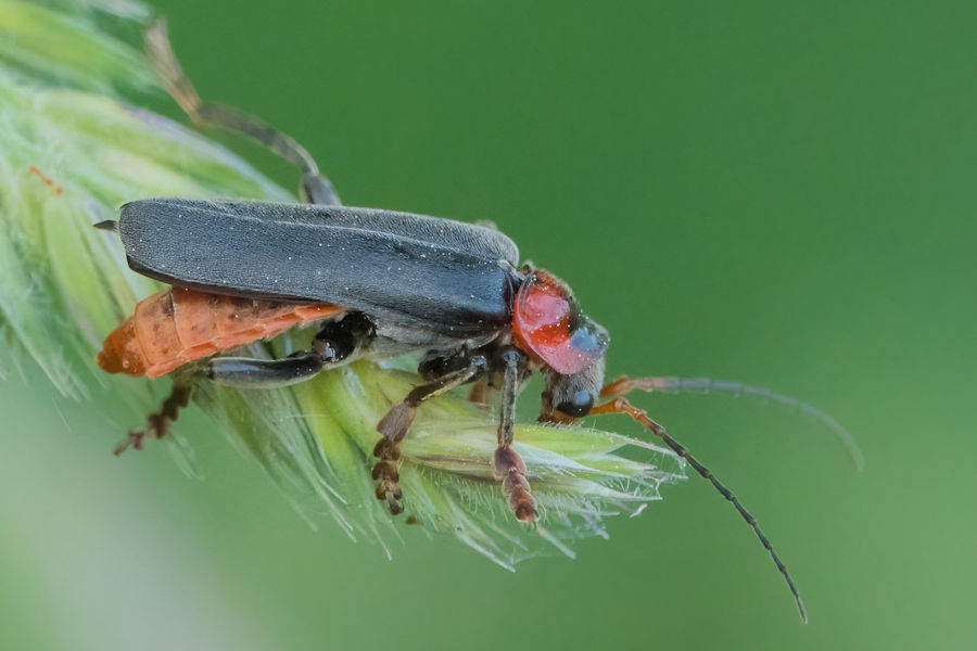 Käfer