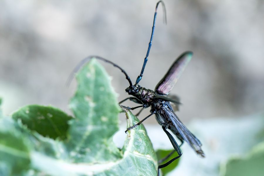 Käfer