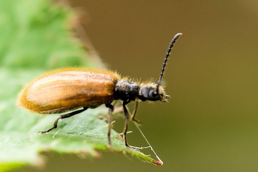 Käfer
