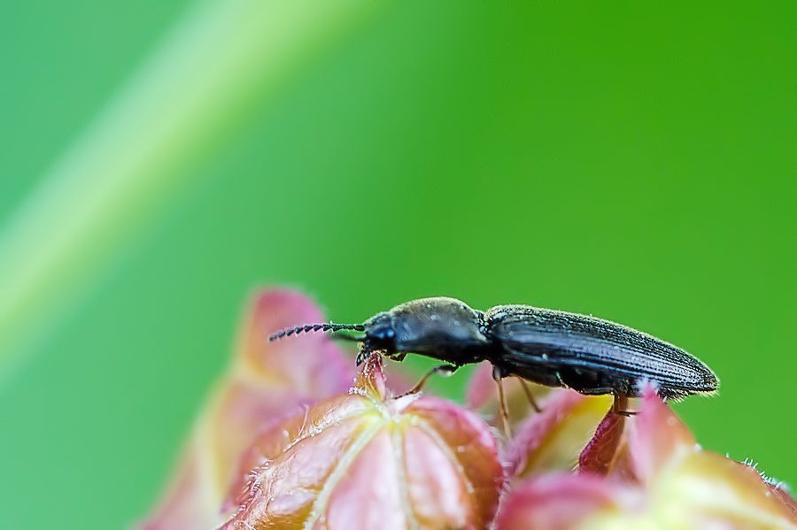 Käfer